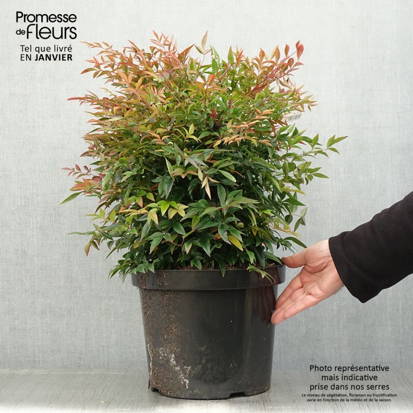 Exemplar von Nandina domestica Sienna Sunrise - Himmelsbambus Topf mit 7,5L/10L wie im Winter geliefert