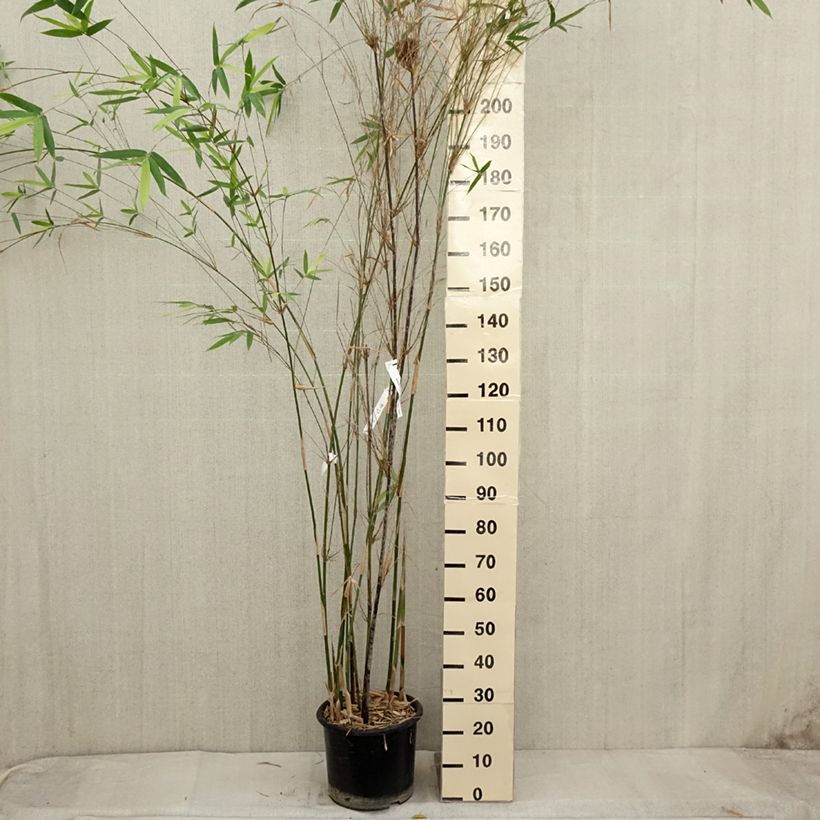 Exemplar von Bambusa glaucescens - Bambus Topf mit 12L/15L wie im Herbst geliefert