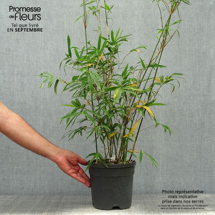 Exemplar von Bambusa glaucescens - Bambus Topf mit 4L/5L wie im Herbst geliefert