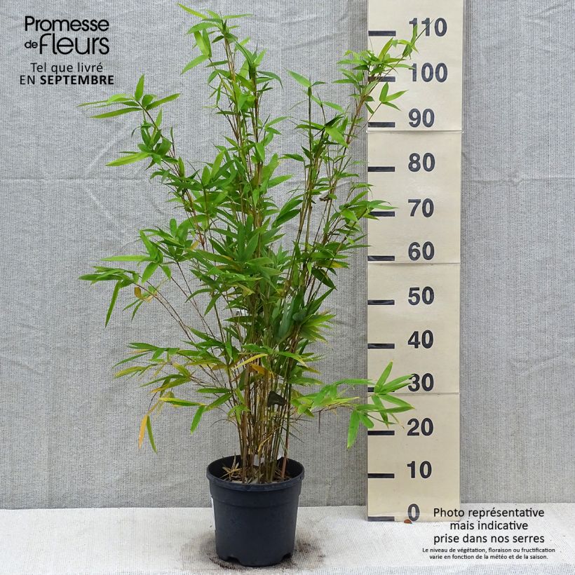 Exemplar von Bambusa glaucescens multiplex Alphonse Karr - Bambus Topf mit 4L/5L wie im Herbst geliefert