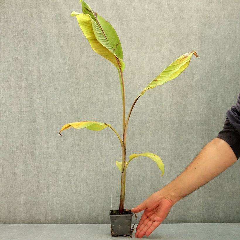 Exemplar von Musa sikkimensis Helen's Hybride - Darjeeling-Banane Kleine Töpfe von 8/9 cm wie im Sommer geliefert