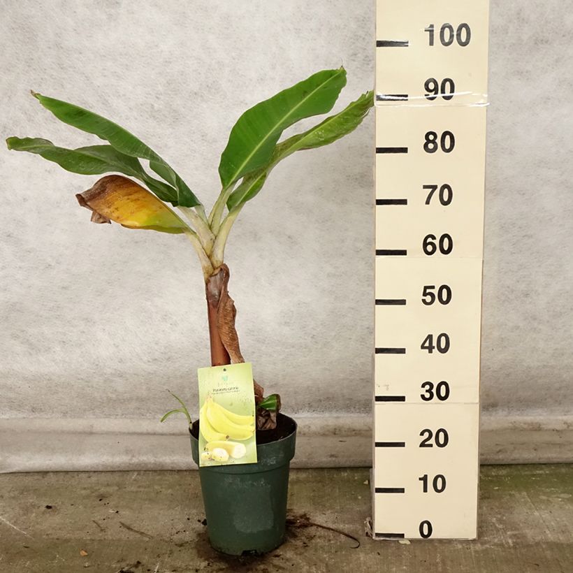 Exemplar von Musa acuminata Dwarf Cavendish - Zwerg-Essbanane Topf mit 6L/7L wie im Herbst geliefert