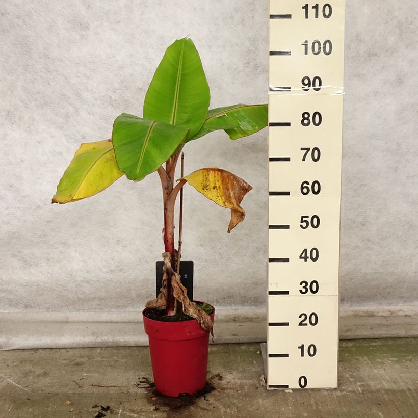 Exemplar von Zwerg-Essbanane Red Dacca - Musa acuminata Topf mit 6L/7L wie im Herbst geliefert