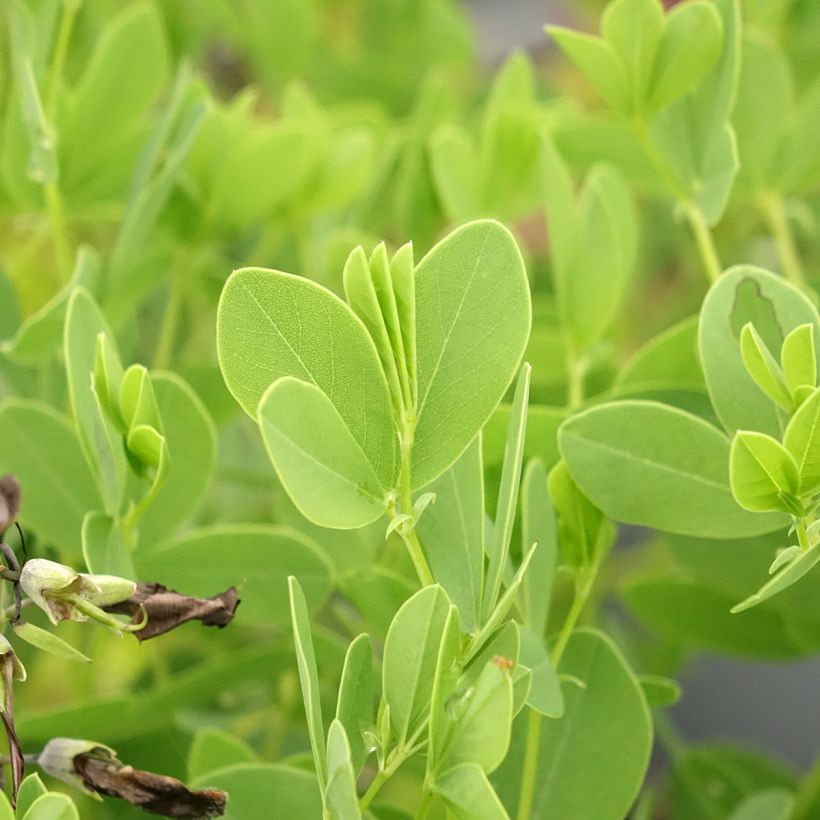 Baptisia australis var. minor Dark Blue - Indigolupine (Laub)