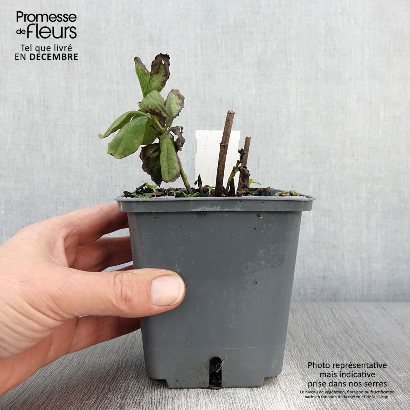 Exemplar von Baptisia Decadence Blueberry Sundae - Indigolupine Topf mit 1L/1,5L wie im Herbst geliefert