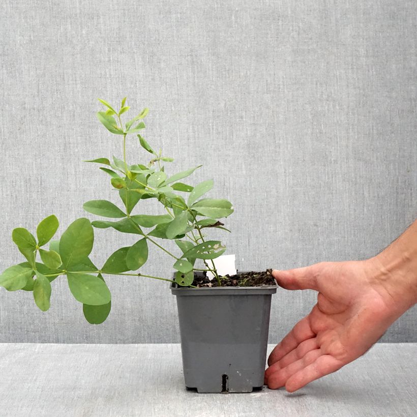 Exemplar von Baptisia Brownie Points - Indigolupine Topf mit 1L/1,5L wie im Herbst geliefert