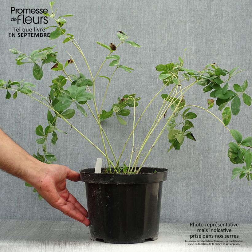 Exemplar von Baptisia Cherries Jubilee - Indigolupine Topf mit 4L/5L wie im Herbst geliefert