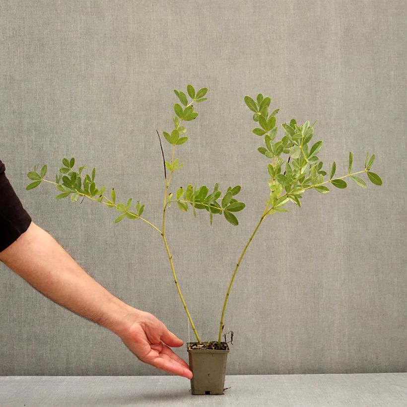 Exemplar von Baptisia Cherries Jubilee - Indigolupine Kleine Töpfe von 8/9 cm wie im Herbst geliefert