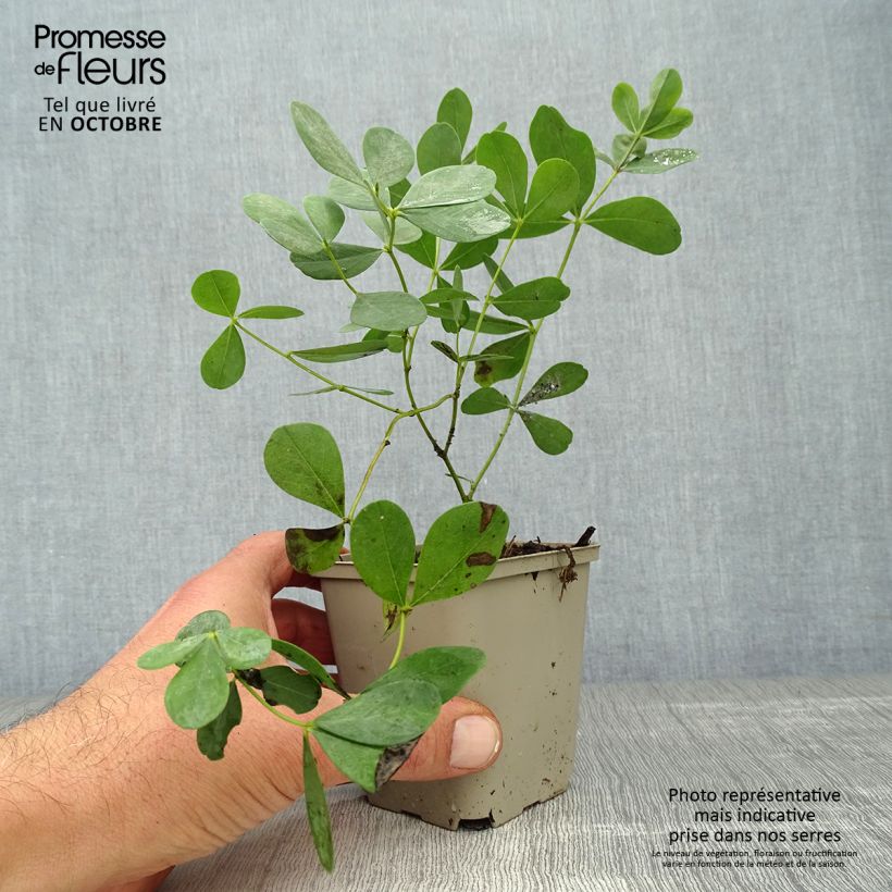 Exemplar von Baptisia Decadence Dutch Chocolate - Indigolupine Kleine Töpfe von 8/9 cm wie im Herbst geliefert