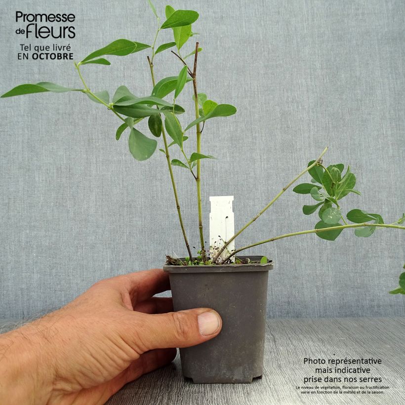 Exemplar von Baptisia sphaerocarpa - Färberhülse Kleine Töpfe von 8/9 cm wie im Herbst geliefert