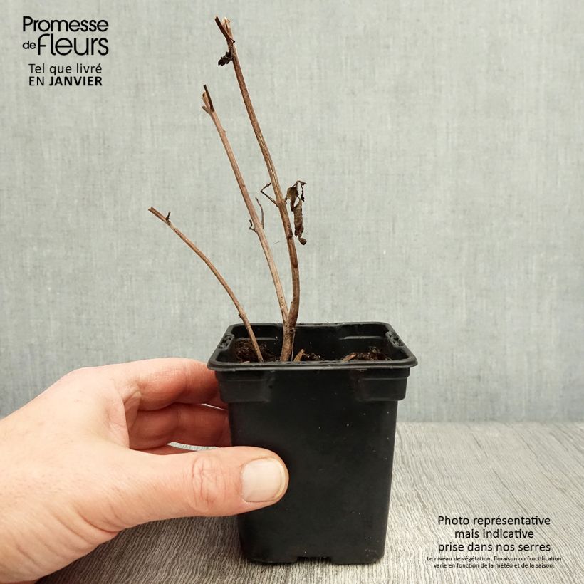 Exemplar von Kampfer-Basilikum Magic Mountain - Ocimum kilimandscharicum Kleine Töpfe von 7/8 cm wie im Winter geliefert