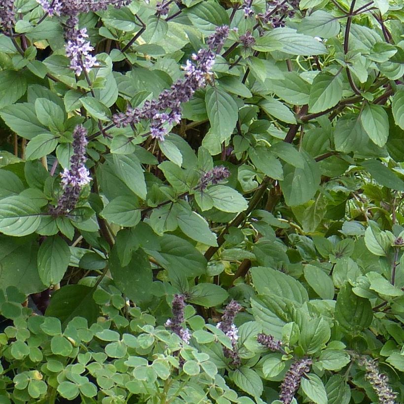 Kampfer-Basilikum Magic Mountain - Ocimum kilimandscharicum (Laub)