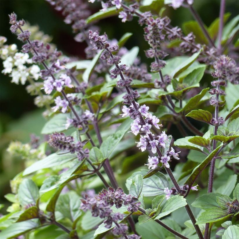 Kampfer-Basilikum Magic Mountain - Ocimum kilimandscharicum (Blüte)