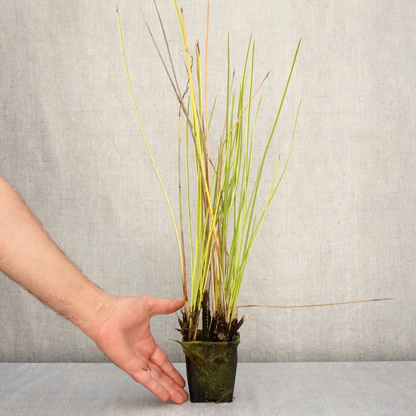 Exemplar von Baumea rubiginosa - Australische Binse Kleine Töpfe von 8/9 cm wie im Herbst geliefert