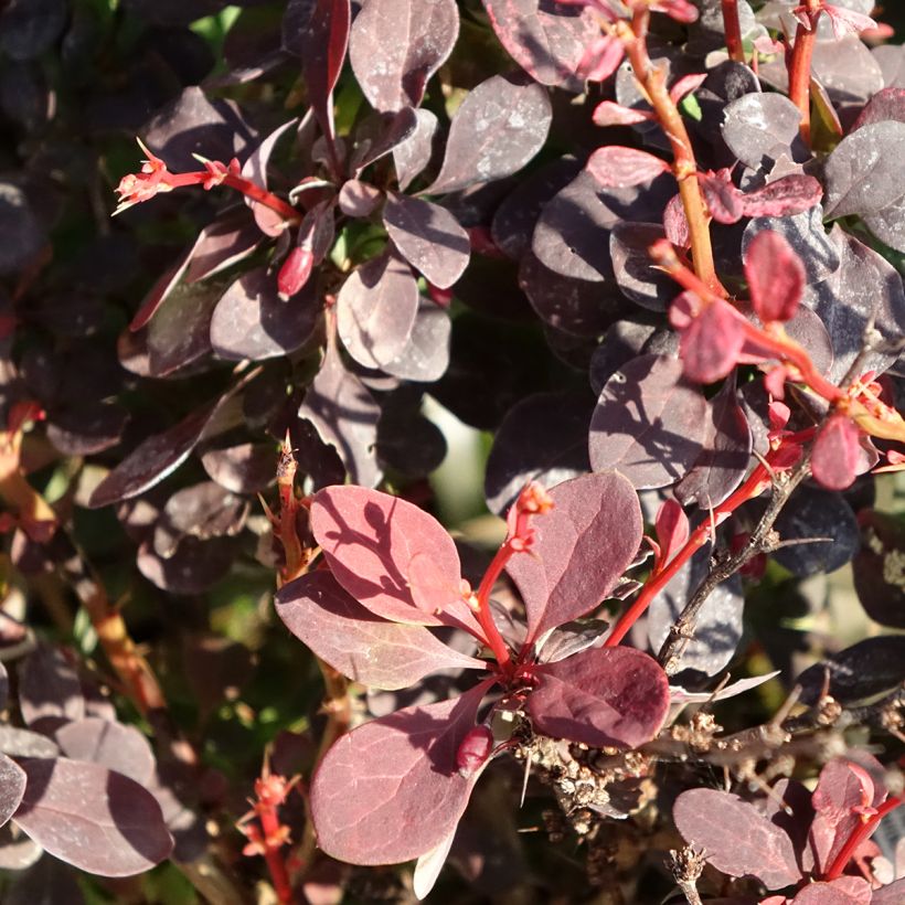 Berberis thunbergii Red Rocket (Laub)