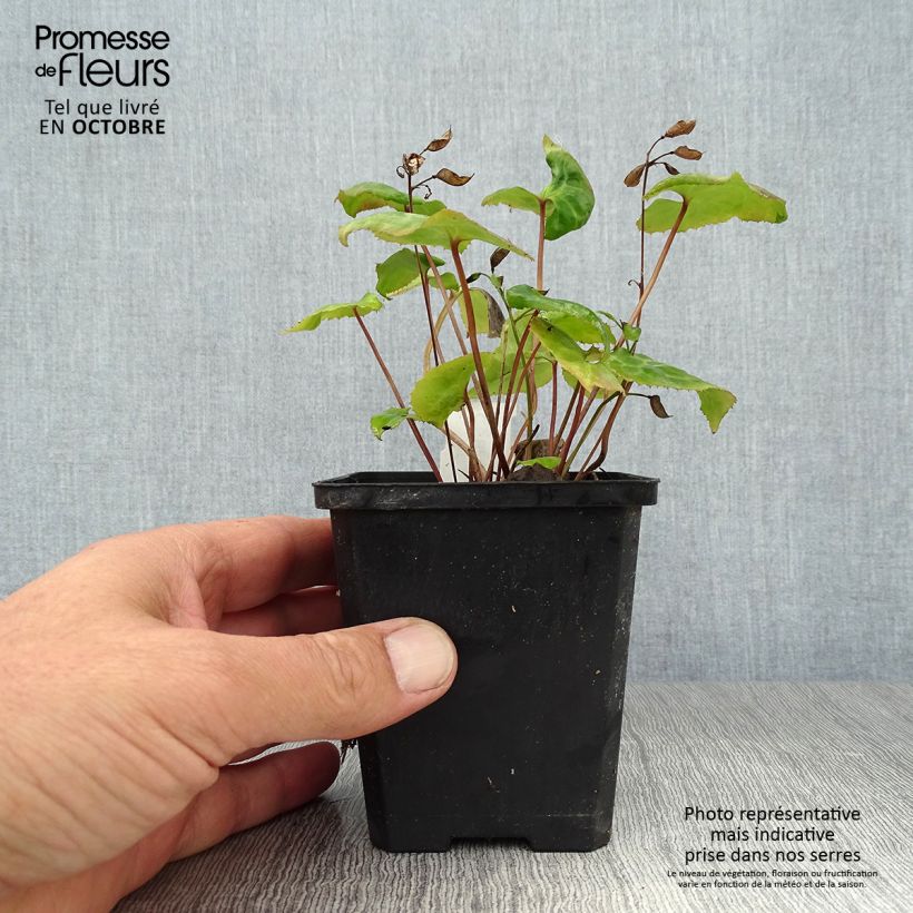 Exemplar von Beesia calthifolia Kleine Töpfe von 8/9 cm wie im Herbst geliefert