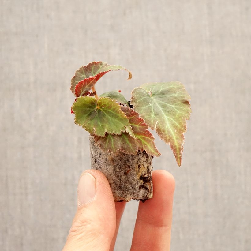 Exemplar von Begonie Bellissa Red - Begonia Mini-Plug Ø 3/4 cm wie im Frühjahr geliefert