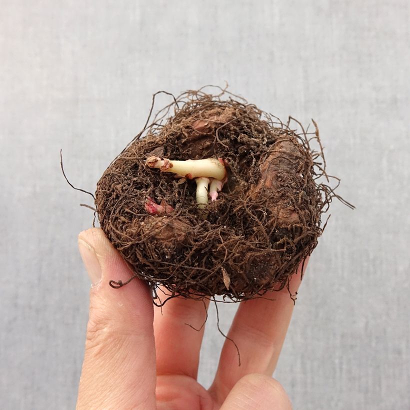 Exemplar von Begonie Tuberhybrida Bertini - Begonia Zwiebel Kaliber/Größe 24+ wie im Frühjahr geliefert