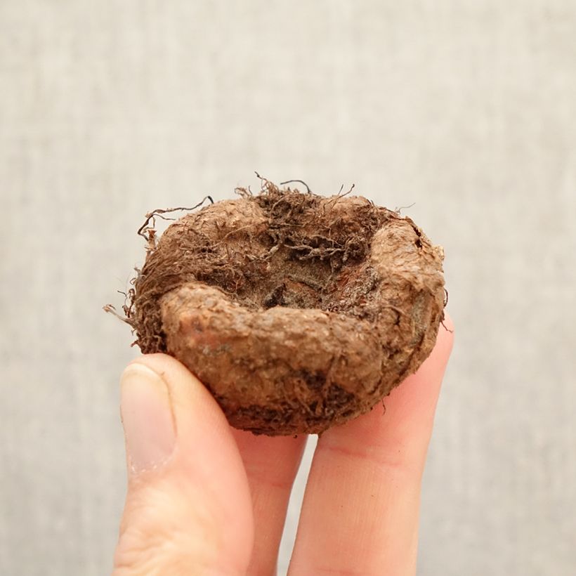 Exemplar von Begonie Camelia - Begonia Zwiebel Kaliber/Größe 5+ wie im Frühjahr geliefert