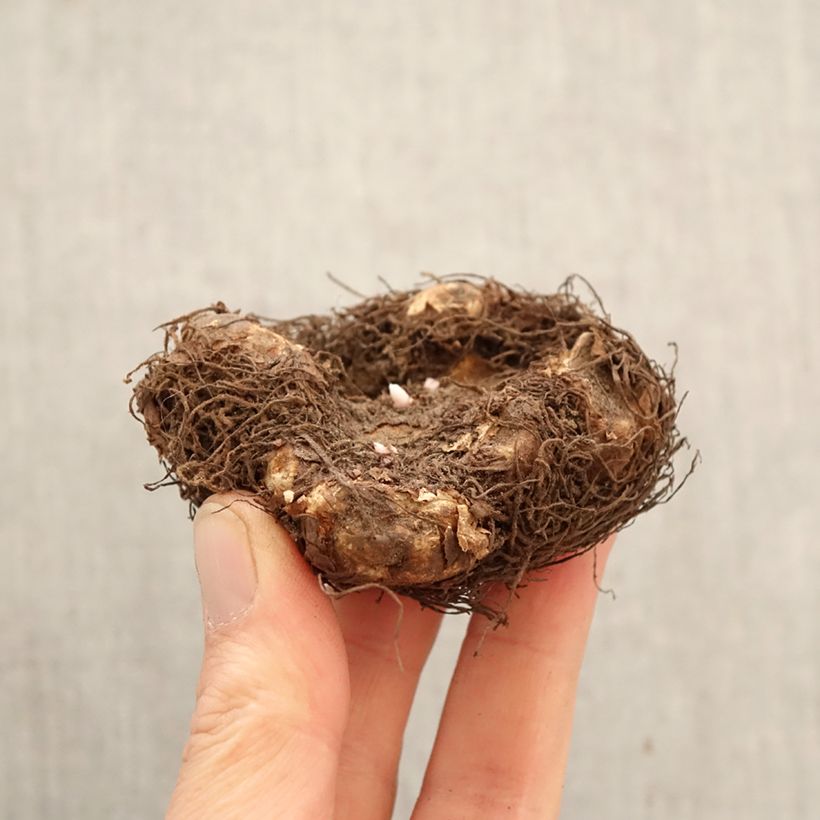 Exemplar von Begonie Dark red - Begonia Grandiflora Zwiebel Kaliber/Größe 6+ wie im Frühjahr geliefert