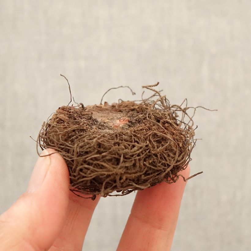 Exemplar von Begonie Non Stop Apricot - Begonia multiflora Zwiebel Kaliber/Größe 5+ wie im Frühjahr geliefert