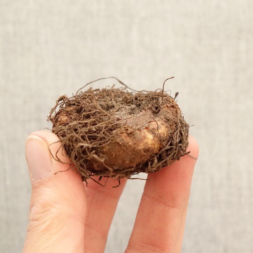 Exemplar von Begonie Non Stop Scarlet - Begonia multiflora Zwiebel Kaliber/Größe 5+ wie im Frühjahr geliefert