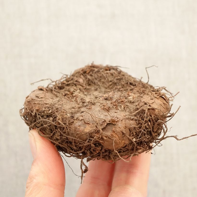 Exemplar von Begonia Fimbriata mix 6 Farben Zwiebel Kaliber/Größe 6+ wie im Frühjahr geliefert