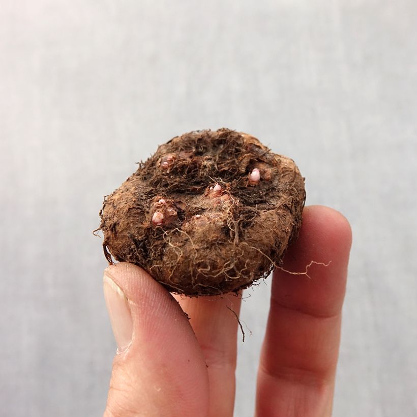 Exemplar von Begonie Rose - Begonia grandiflora Zwiebel Kaliber/Größe 6+ wie im Frühjahr geliefert