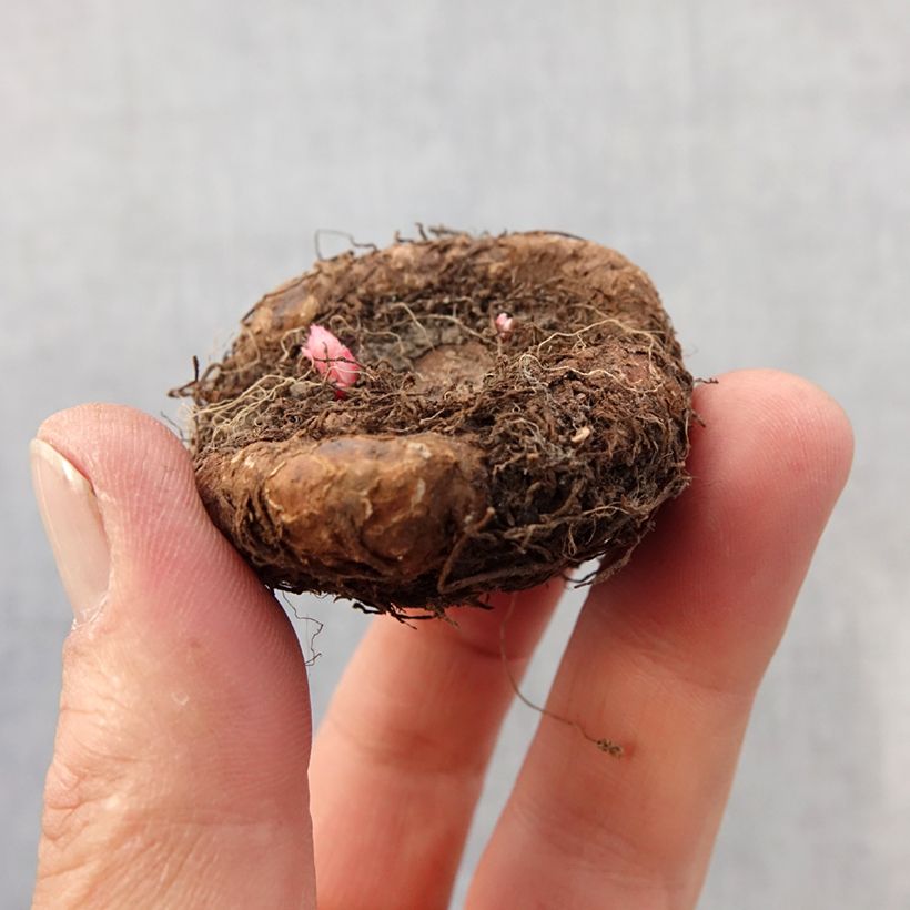 Exemplar von Begonie Saumon - Begonia grandiflora Zwiebel Kaliber/Größe 7+ wie im Frühjahr geliefert