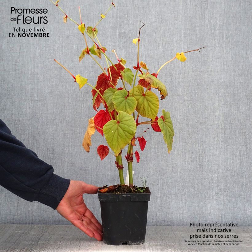 Exemplar von Begonia grandis subsp. evansiana - Begonie Topf mit 2L/3L wie im Herbst geliefert