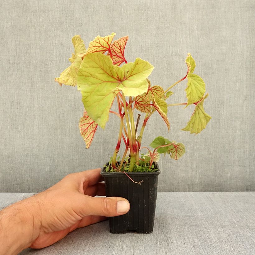 Exemplar von Begonia grandis subsp. evansiana var. alba - Begonie Kleine Töpfe von 8/9 cm wie im Sommer geliefert
