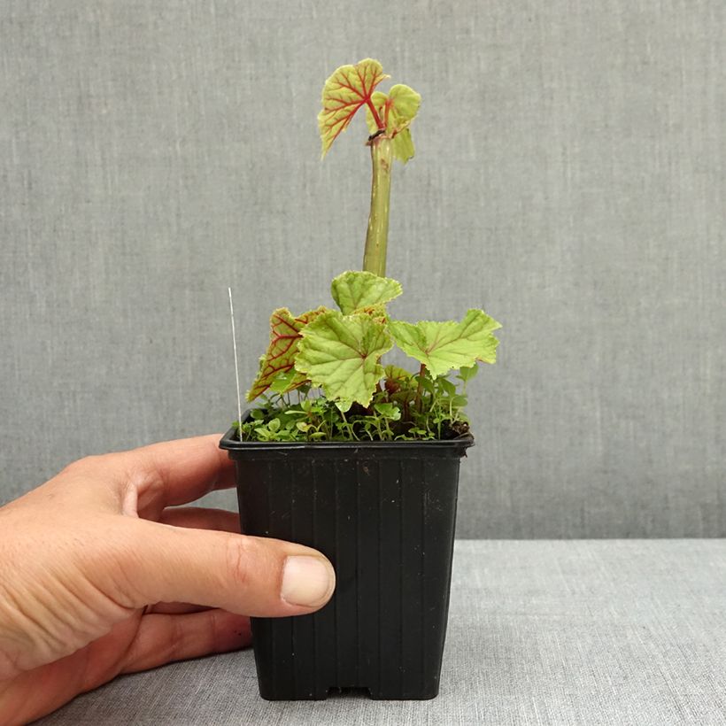 Exemplar von Begonia grandis subsp. evansiana var. alba Godet de 8/9 cm wie im Frühjahr geliefert