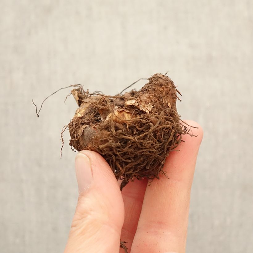 Exemplar von Begonia Multiflora Maxima pink Zwiebel Kaliber/Größe 5+ wie im Frühjahr geliefert