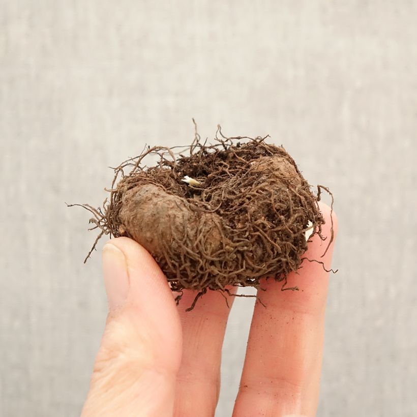 Exemplar von Bégonia retombant parfumé Angelique - Begonia odorata Zwiebel Kaliber/Größe 5+ wie im Frühjahr geliefert