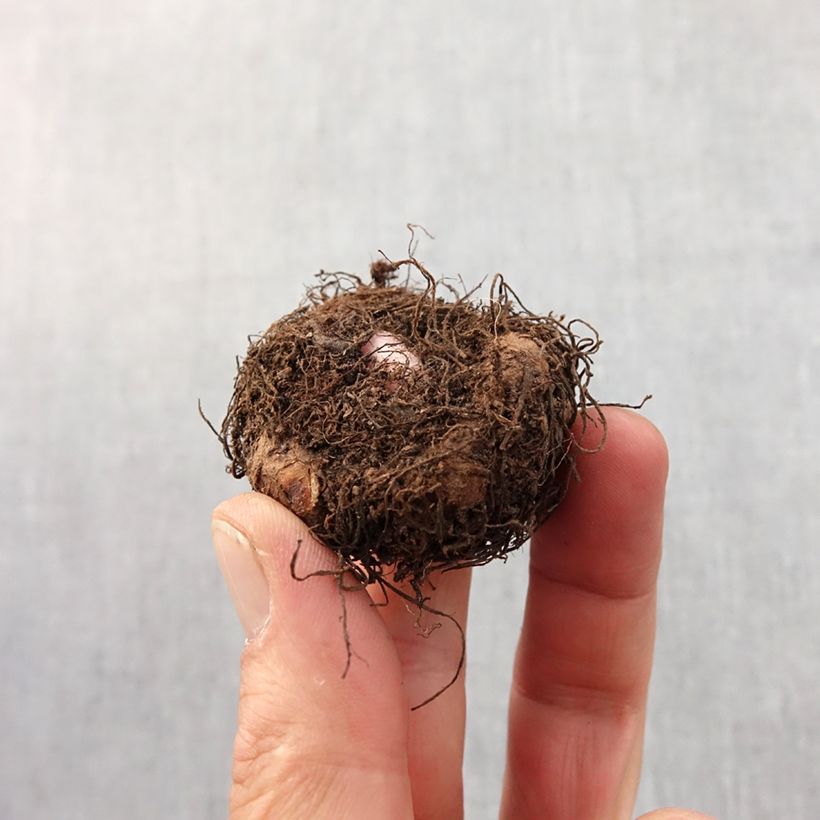 Exemplar von Begonie White - Begonia pendula Zwiebel Kaliber/Größe 6+ wie im Frühjahr geliefert