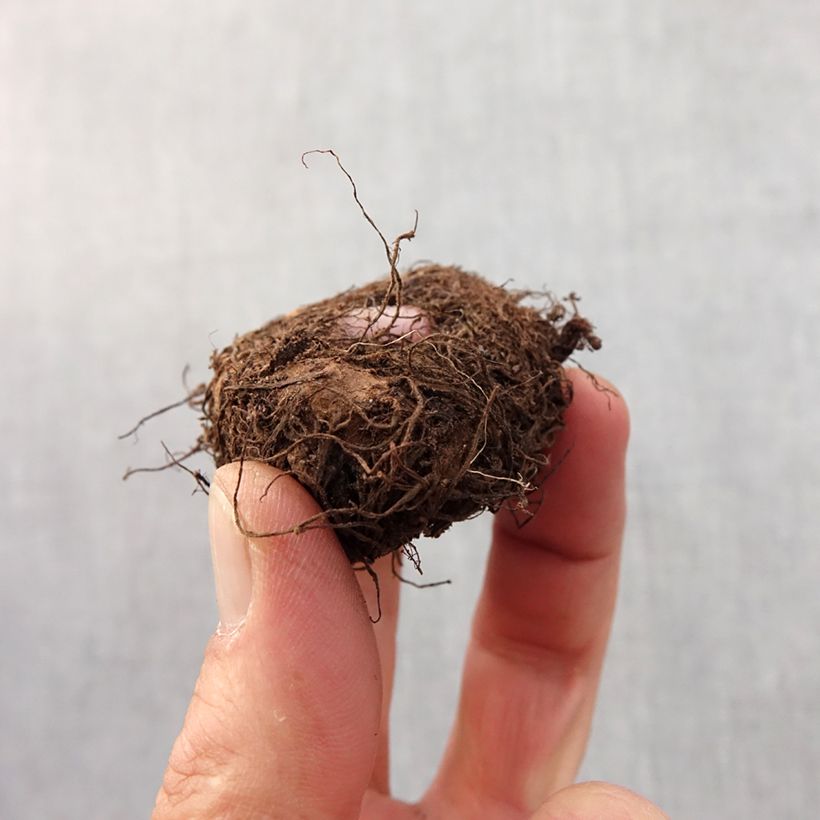Exemplar von Begonie Yellow - Begonia pendula Zwiebel Kaliber/Größe 6+ wie im Frühjahr geliefert