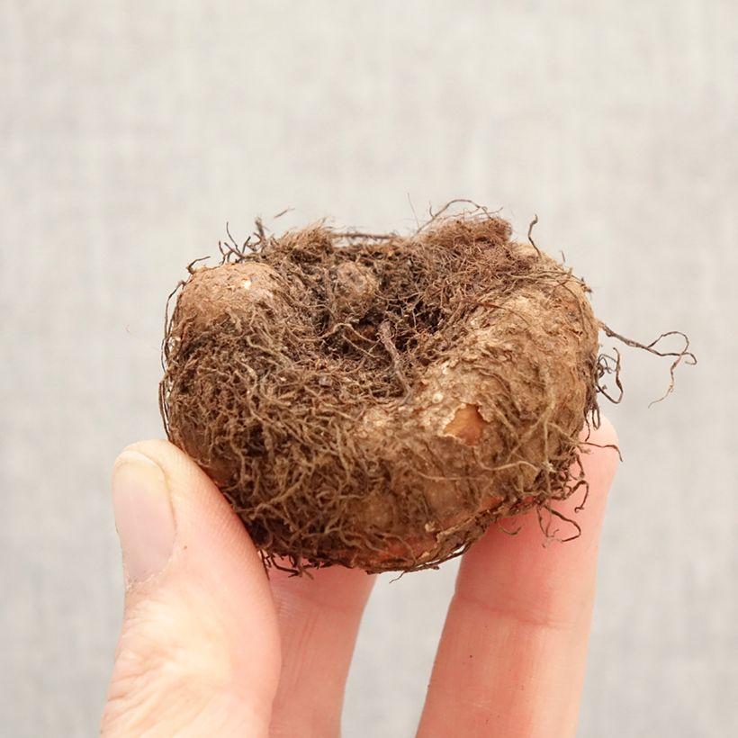 Exemplar von Begonie Cascade Pink - Begonia Pendula  Zwiebel Kaliber/Größe 5+ wie im Frühjahr geliefert