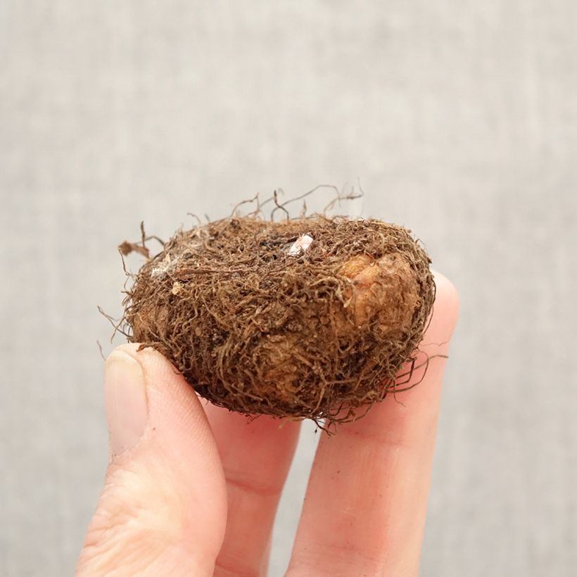 Exemplar von Begonie Cascade Salmon - Begonia Pendula Zwiebel Kaliber/Größe 5+ wie im Frühjahr geliefert