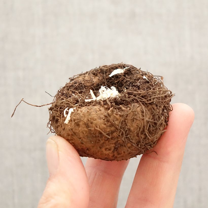 Exemplar von Begonie Pink - Begonia Pendula  Zwiebel Kaliber/Größe 6+ wie im Frühjahr geliefert