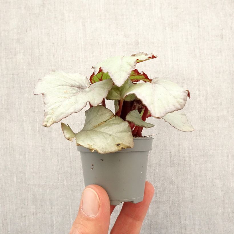 Exemplar von Begonia Rex Pink Pop - Blattbegonie Mini-plante wie im Frühjahr geliefert