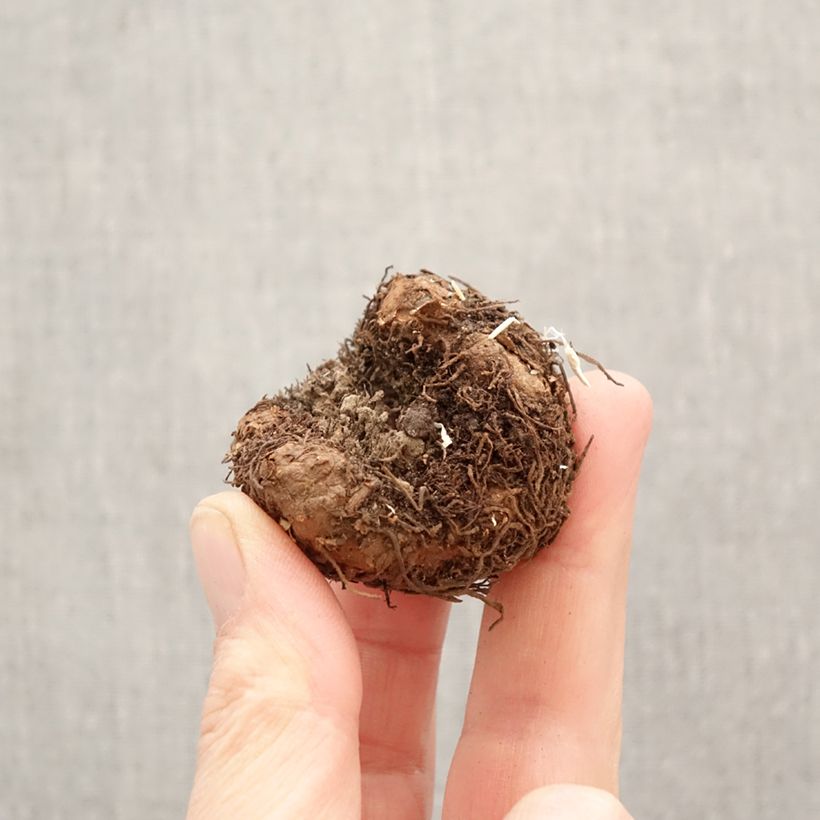 Exemplar von Begonie Splendide Apricot - Begonia pendula Zwiebel Kaliber/Größe 5+ wie im Frühjahr geliefert