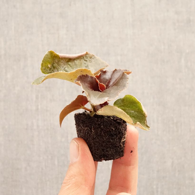 Exemplar von Begonie Stonehedge Light Pink Bronze Leaf - Begonia Mini-Plug Ø 3/4 cm wie im Frühjahr geliefert