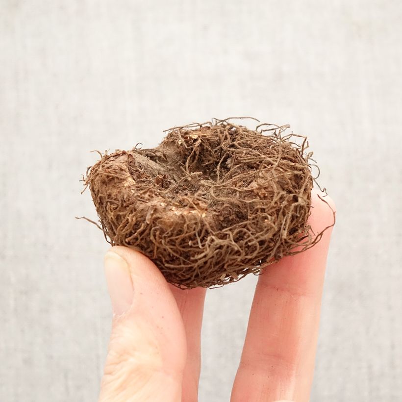 Exemplar von Begonia Superba Pink Zwiebel Kaliber/Größe 5+ wie im Frühjahr geliefert