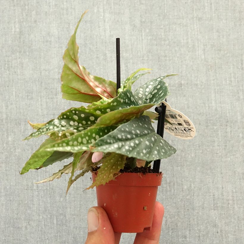 Exemplar von Begonia Wings maculata Silverspot Mini-Pflanze wie im Frühjahr geliefert