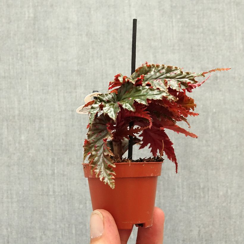 Exemplar von Begonia Wings serratipetala Mini-Pflanze wie im Frühjahr geliefert