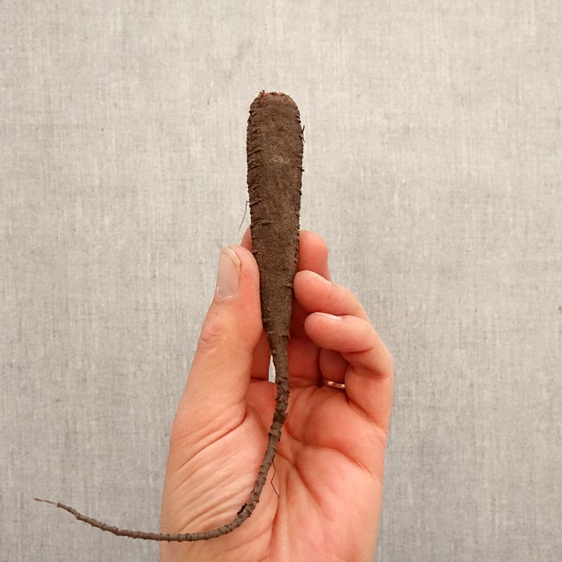 Exemplar von Mirabilis jalapa - Wunderblume Zwiebel Kaliber/Größe I wie im Frühjahr geliefert