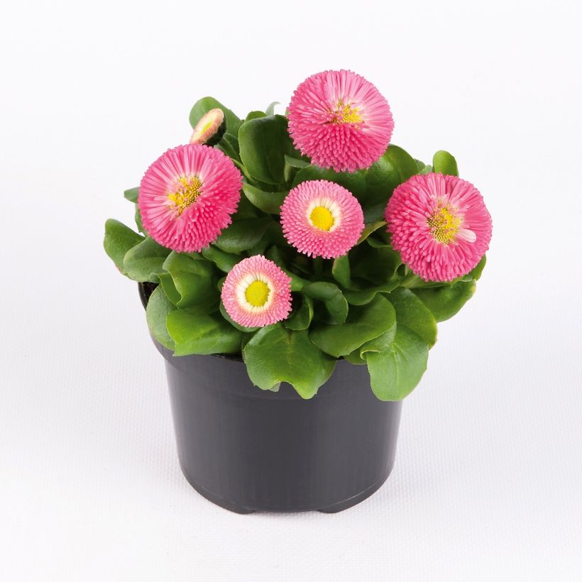 Bellis perennis Bellastar Compact Rose - Gänseblümchen (Hafen)