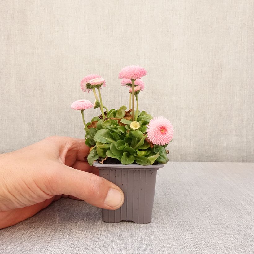 Exemplar von Bellis perennis Roze - Gänseblümchen Kleine Töpfe von 7/8 cm wie im Frühjahr geliefert
