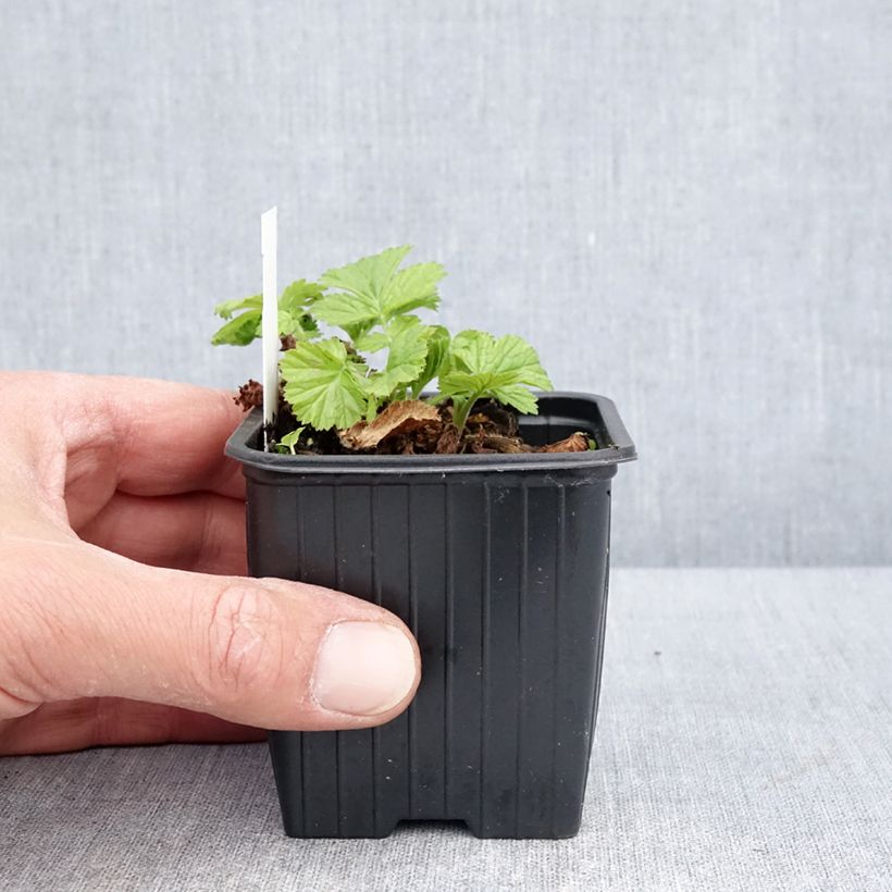 Exemplar von Geum rivale Coppertone - Bach-Nelkenwurz Kleine Töpfe von 8/9 cm wie im Frühjahr geliefert