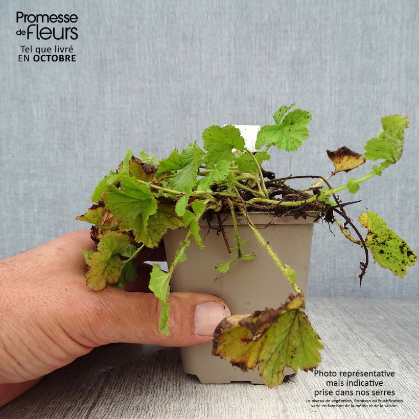 Exemplar von Geum rivale - Bach-Nelkenwurz Kleine Töpfe von 8/9 cm wie im Herbst geliefert